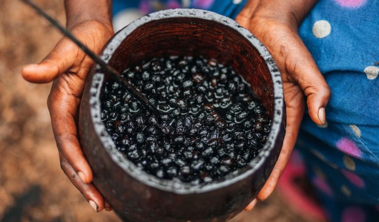 Projeto busca novas rotas tecnológicas para valorização do fruto amazônico, aliando ciência, impacto social e economia circular.